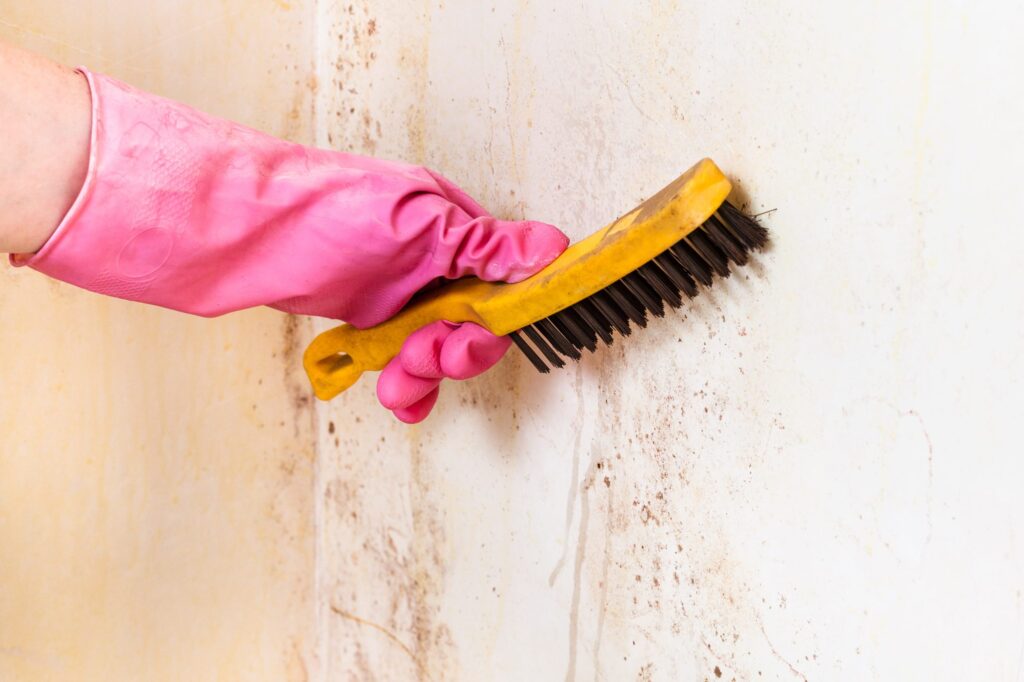 walls mold removal chattanooga tennessee scaled
